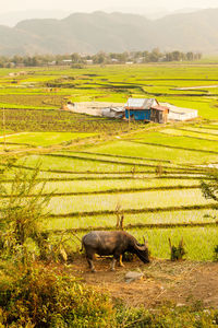 High angle view of rice fields