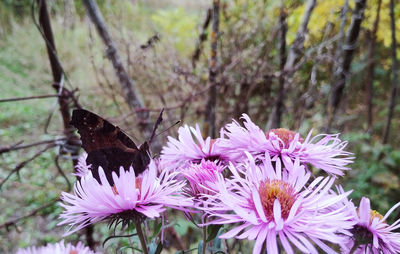 Close-up of butterfly pollinating on purple flowering plant