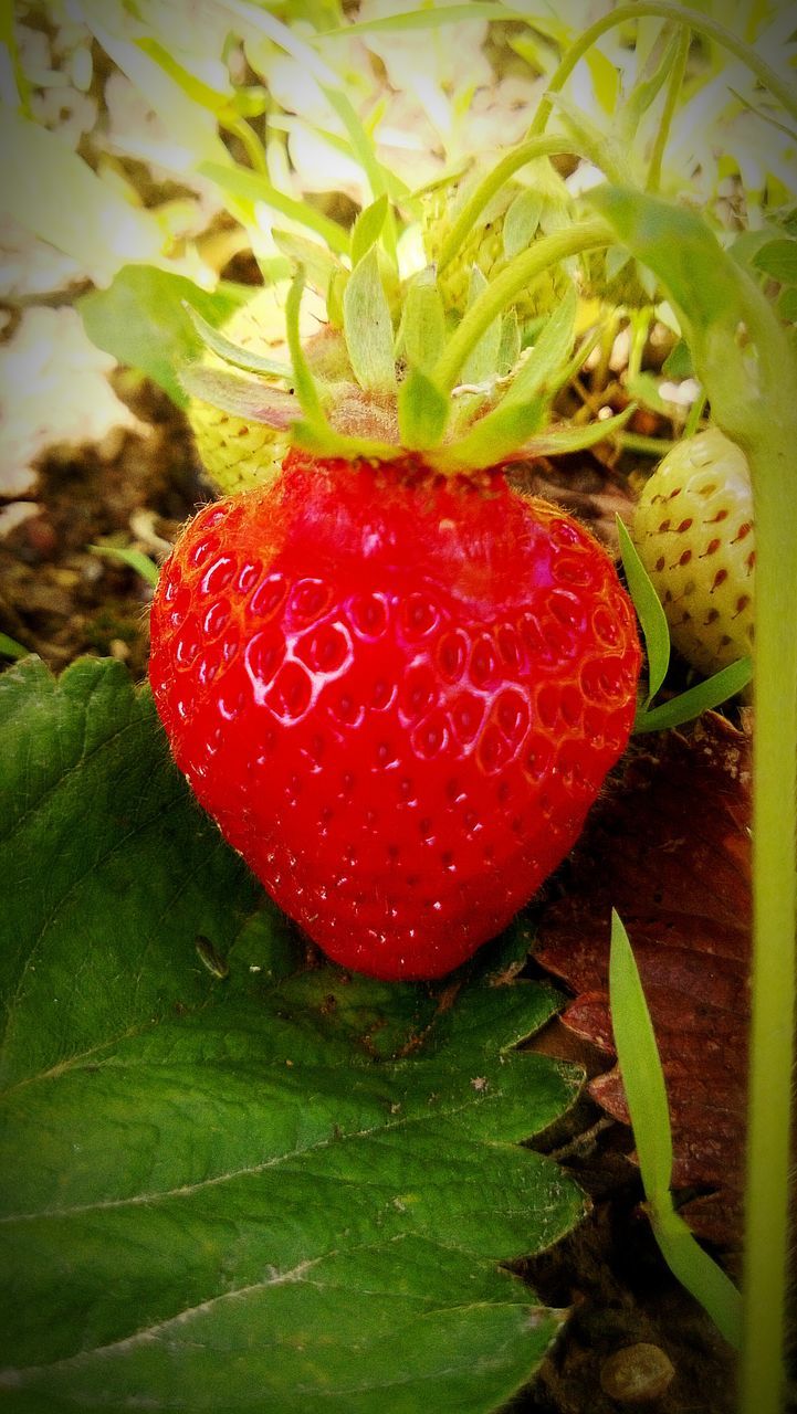 red, food and drink, fruit, food, strawberry, freshness, healthy eating, ripe, close-up, green color, growth, berry fruit, leaf, juicy, nature, berry, no people, growing, field, organic