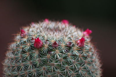 Close-up of cactus plant