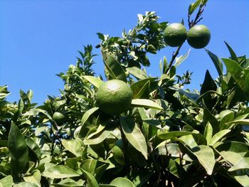 Low angle view of fruits growing on tree against sky