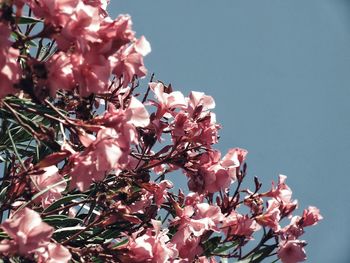 Low angle view of pink cherry blossoms against sky