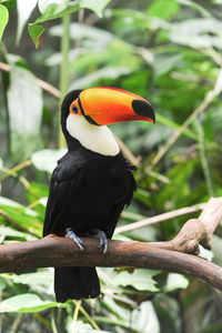 Close-up of bird perching on tree