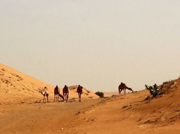 Horses standing in desert against clear sky
