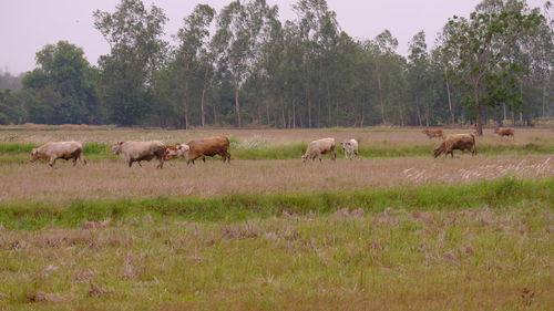 Horses in a field