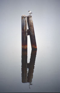 View of bird on wooden post