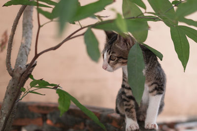 Cat looking away on branch