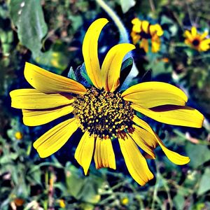 Close-up of yellow flower blooming outdoors