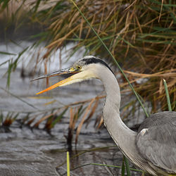 View of gray heron in lake