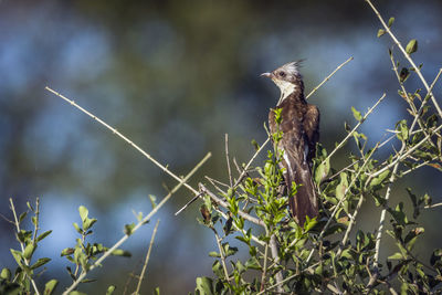 Close-up of bird perching on plant