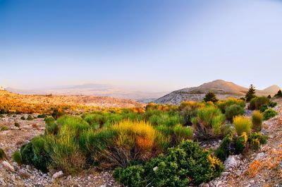 Mountain parnitha low mediterranean low bush