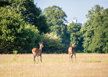 Two wild red deer in a summer field