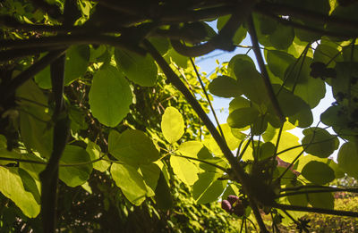 Low angle view of green leaves on tree