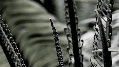 Close-up of metal chain against rope