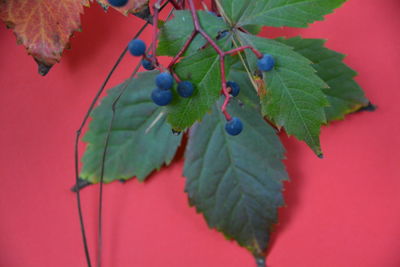Close-up of leaves hanging on branch