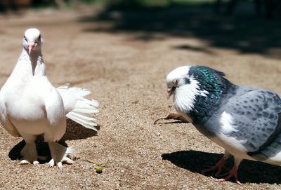 View of birds on land