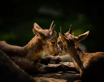 Deer in a field