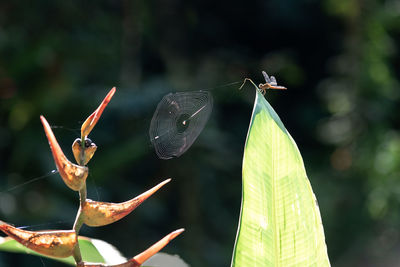 Dragon fly and spider web on tropical plants in rainforest