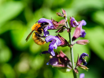 Close-up of bee pollinating on purple flower