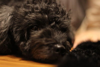 Dog lying on tiled floor