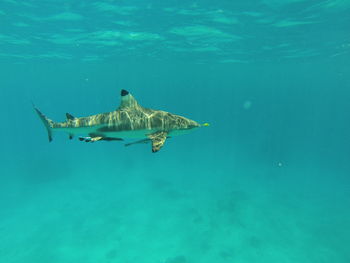 Black tip reef shark 