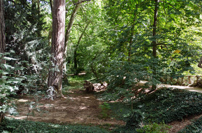 View of trees in forest