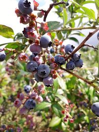 Low angle view of berries growing on tree