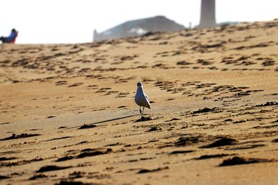 Seagull perching on a sand