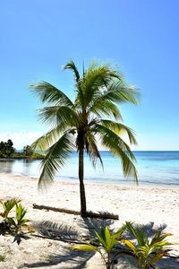 Palm tree by sea against clear sky