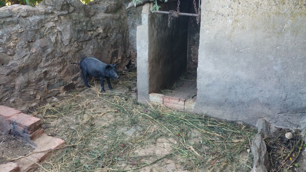 animal themes, one animal, bird, animals in the wild, wildlife, full length, built structure, pigeon, architecture, day, wall - building feature, domestic animals, perching, outdoors, wood - material, house, abandoned, building exterior, no people, wall