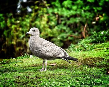 Side view of seagull perching on moss