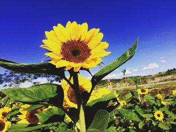 Close-up of yellow flowering plant on field