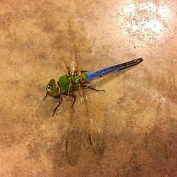 Close-up of insect on wall