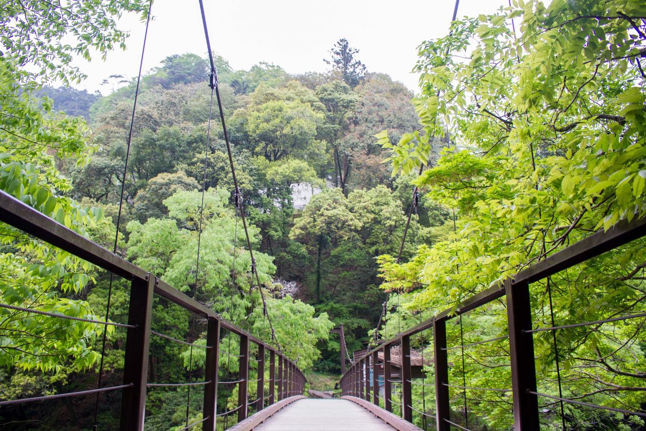 tree, bridge - man made structure, forest, the way forward, day, nature, transportation, growth, green color, lush foliage, no people, connection, railing, railroad track, outdoors, rail transportation, beauty in nature, plant, tranquility, footbridge, mountain, scenics