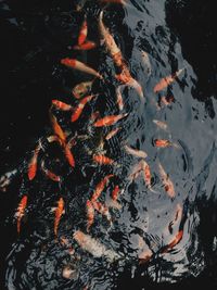 High angle view of koi carps swimming in lake