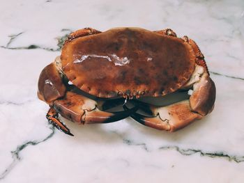 High angle view of crab on marble