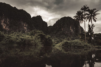 Scenic view of palm trees on mountain against sky