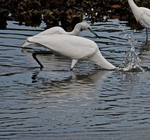 Bird in water