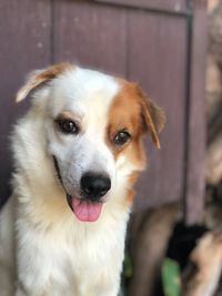 Close-up portrait of dog sticking out tongue outdoors