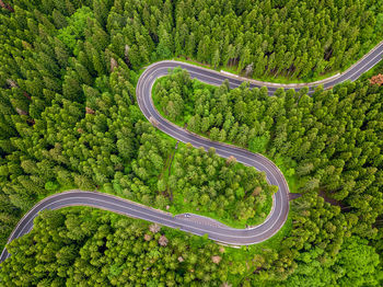 Winding road trough the forest