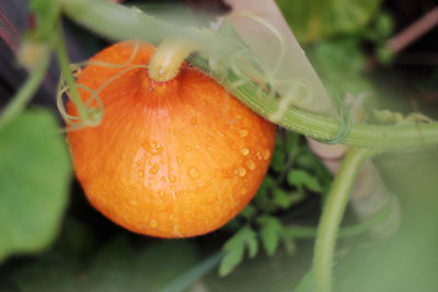 Close-up of orange fruit