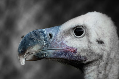 Close-up side view of vulture