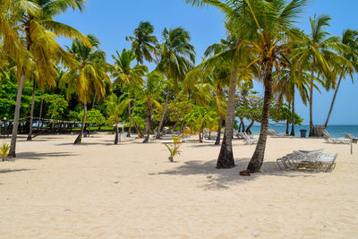 Palm trees on beach against clear sky