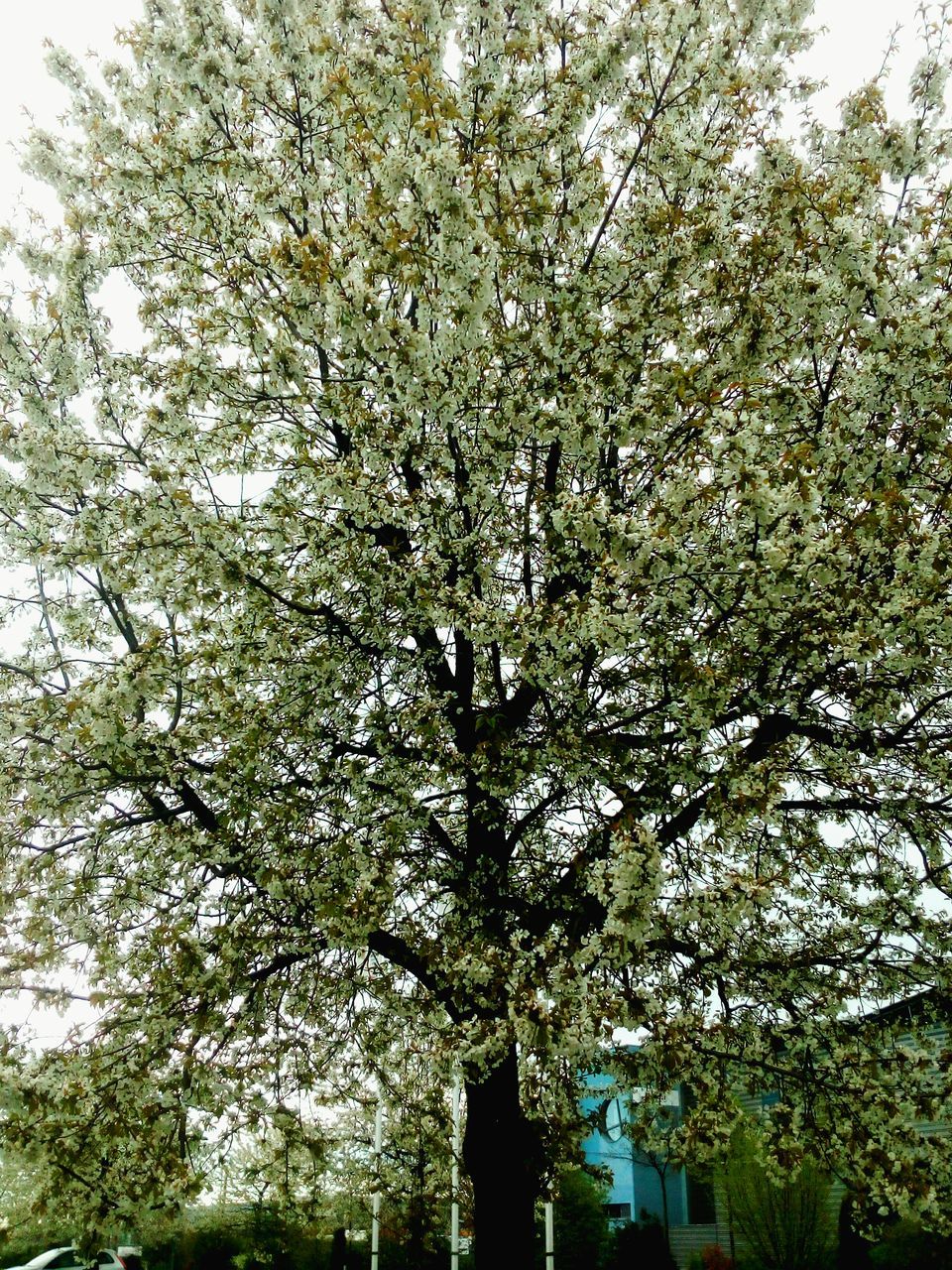 LOW ANGLE VIEW OF TREES AGAINST SKY