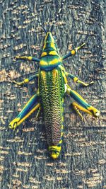 Close-up of yellow lizard
