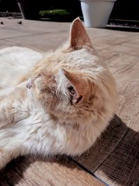 Close-up of cat resting on floor at home