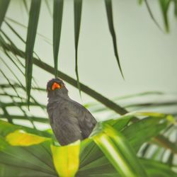 Close-up of bird perching on leaf