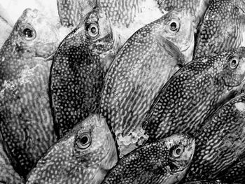 Close-up of fish for sale in market