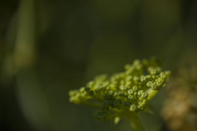 Close-up of flowering plant