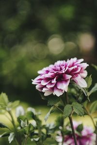 Close-up of pink flowers blooming outdoors